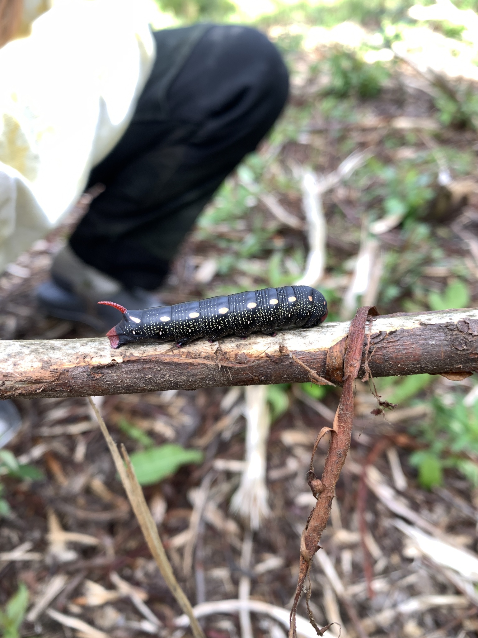 Hyles gallii