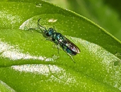 Chrysidini