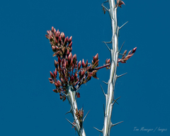 Fouquieria splendens
