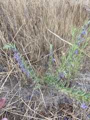 Trichostema lanceolatum