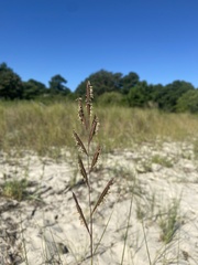 Sporobolus pumilus