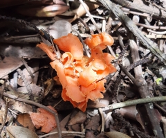 Cantharellus coccolobae