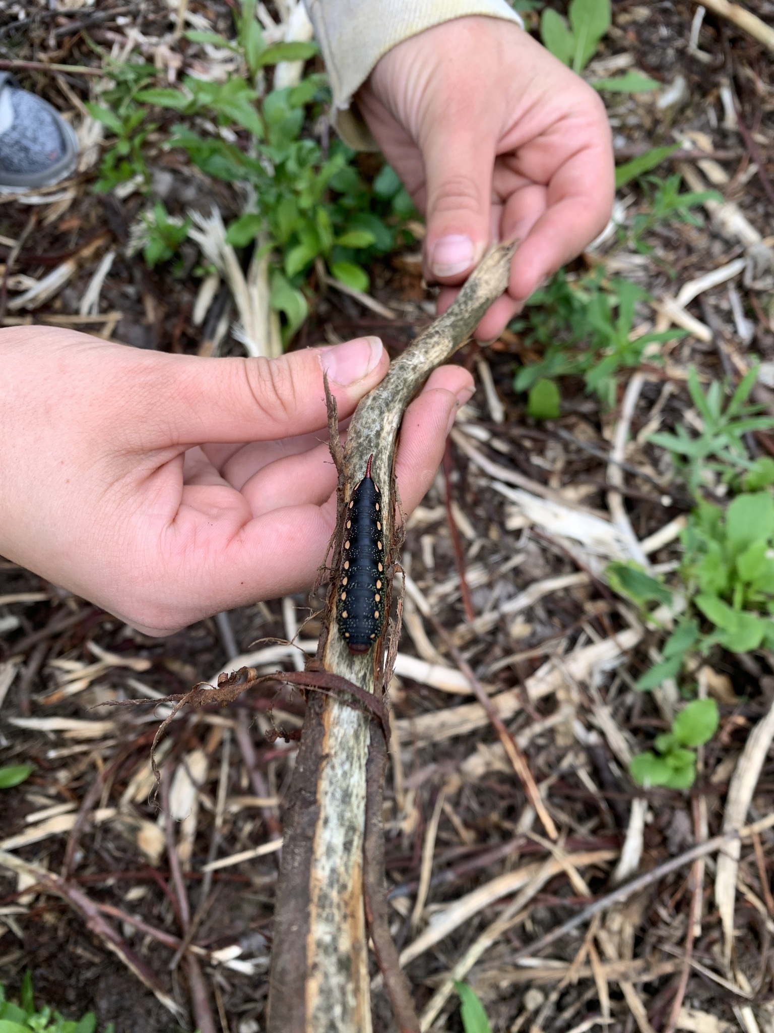 Hyles gallii