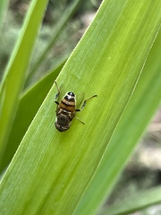 Eristalinus taeniops