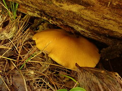 Tricholomopsis decora