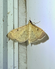 Herpetogramma fluctuosalis