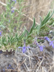Trichostema lanceolatum