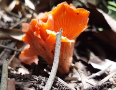 Cantharellus coccolobae
