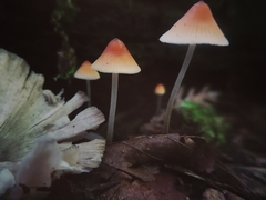Mycena acicula
