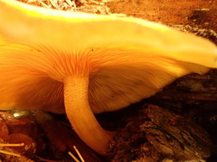 Tricholomopsis decora