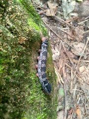 Arsenura polyodonta