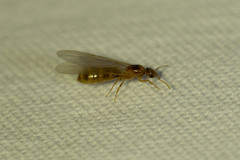 Brachymyrmex depilis