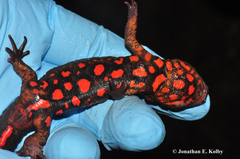 Paramesotriton hongkongensis