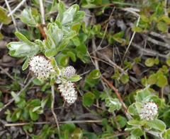 Salix arctica