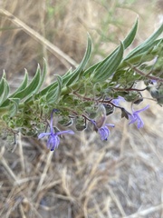 Trichostema lanceolatum