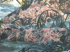 Stichaster striatus