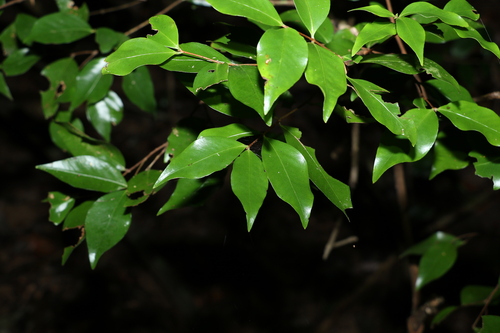 Image of Scrub Ironwood (Gossia acmenoides) by (c) Greg Tasney, some rights reserved (CC BY-SA)