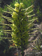 Puya chilensis