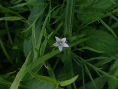 Campanula aparinoides