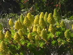 Aeonium arboreum