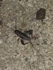 Velarifictorus micado