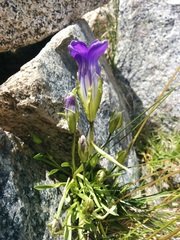 Gentianopsis holopetala