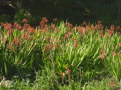 Chasmanthe floribunda
