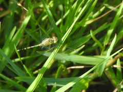 Diplacodes trivialis