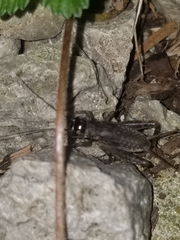 Velarifictorus micado