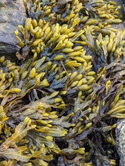 Fucus