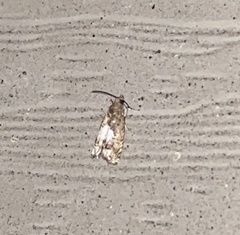 Eucosma parmatana
