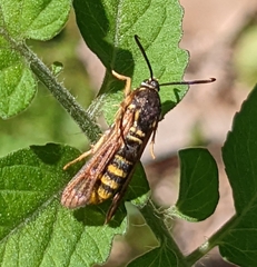 Pennisetia marginatum