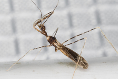 Stenolemoides arizonensis