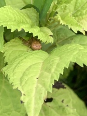 Mecaphesa asperata