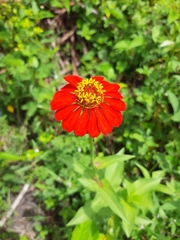 Zinnia elegans
