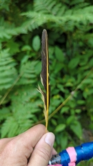 Colaptes auratus luteus