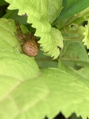 Mecaphesa asperata