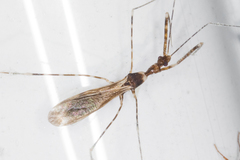 Stenolemoides arizonensis