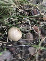 Calvatia