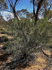 Dodonaea viscosa angustissima