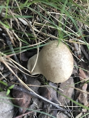 Calvatia