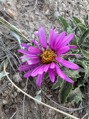 Xanthisma coloradoense