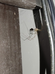 Physocyclus globosus