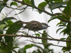 Mecocerculus leucophrys