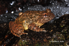 Quasipaa exilispinosa