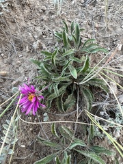 Xanthisma coloradoense