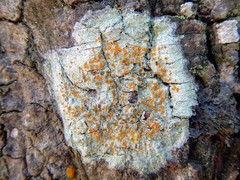 Brigantiaea leucoxantha