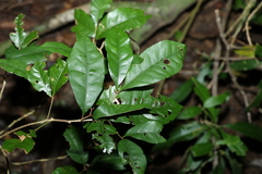 Heritiera trifoliolata