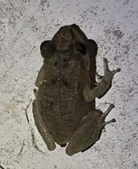 Eleutherodactylus johnstonei