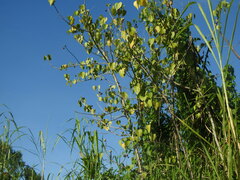Thespesia populnea